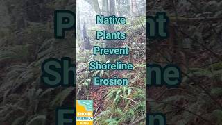 Shore Friendly Shorts: Prevent Shoreline Erosion with Native Plants