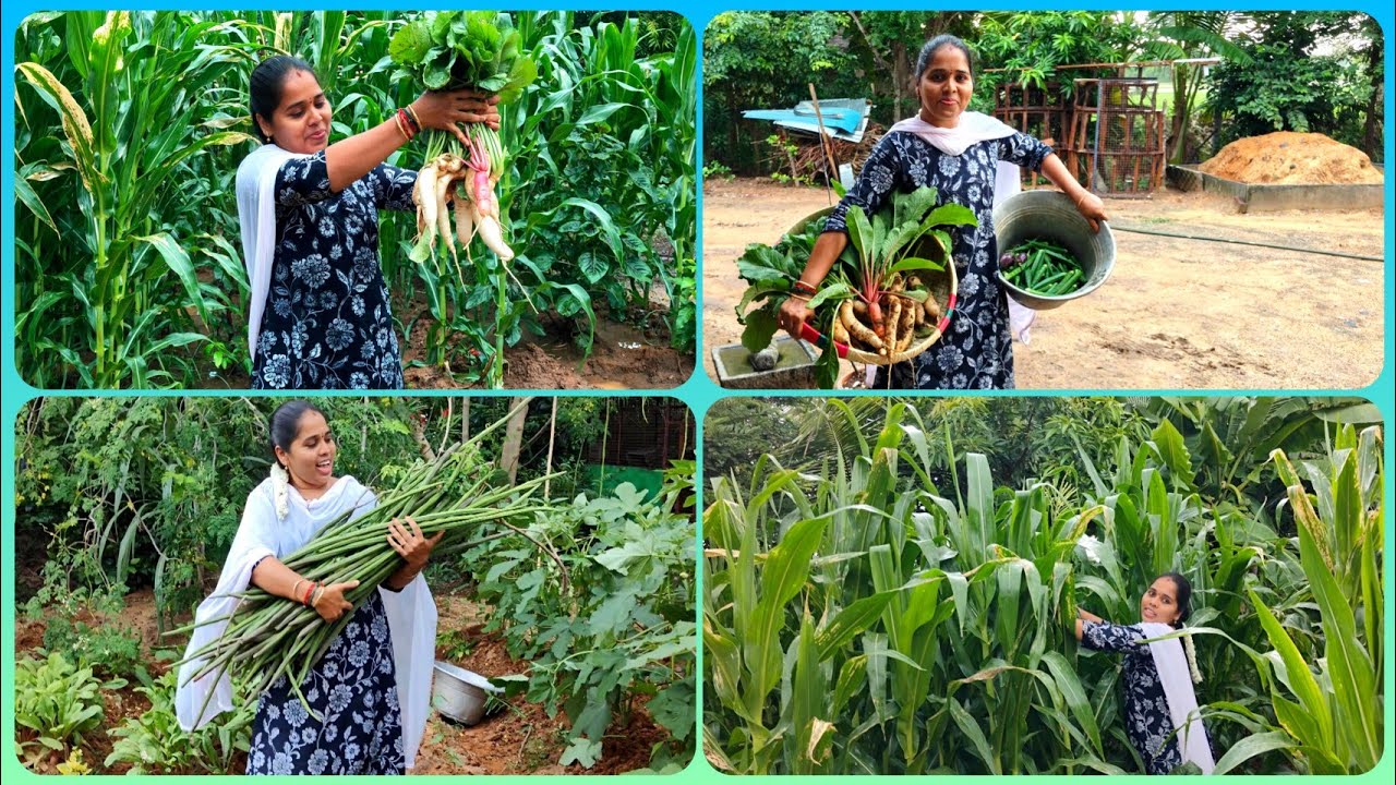 💁‍♀️ கொட்டும் மழையில் நம்ம வீட்டு தோட்டத்தில் காய்கறி அறுவடை🤩🗓️sept19,2025 #home#vlog#tamil