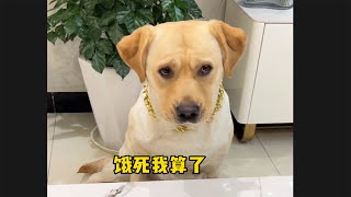 肉肉说了算🐶：这狗子是一点亏都不能吃 #肉肉说了算 #labrador #funnydogs by 肉肉說了算 152,236 views 10 months ago 1 minute, 34 seconds