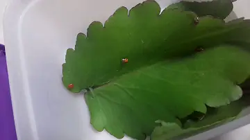 O que é o que a joaninha come?