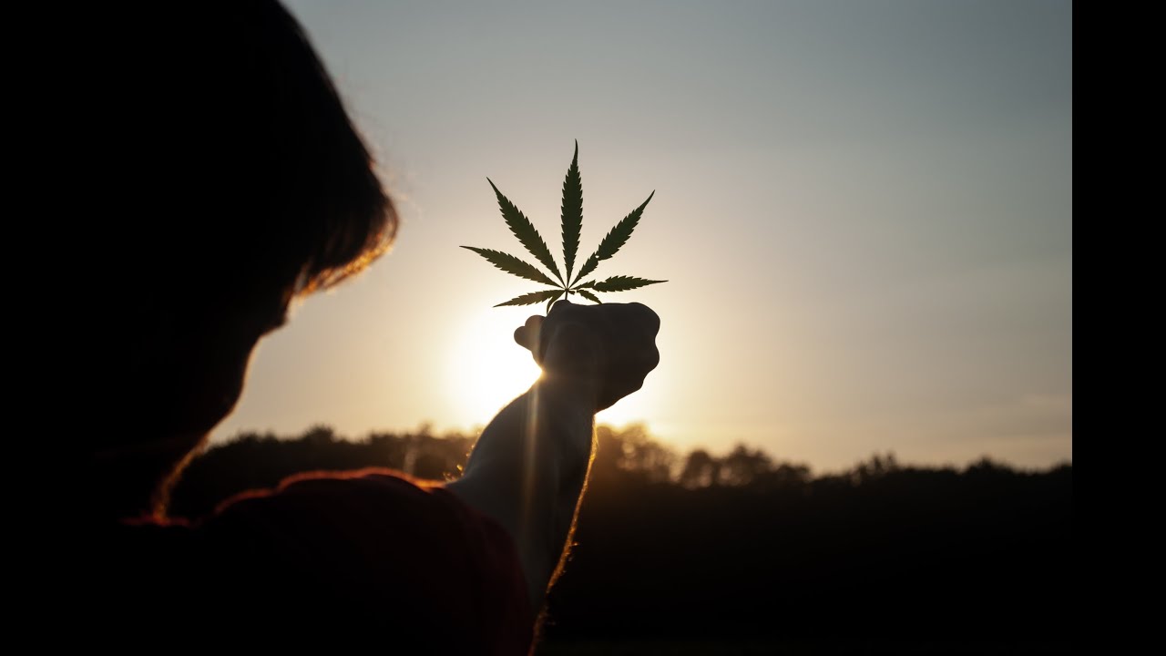 Best hemp oil for dogs pain - best CBD oil for dogs 2021 - best hemp oil for dogs pain & anxiety