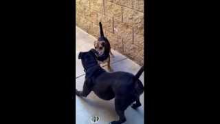 Rescue dogs Minnie Mouse, 3 year-old staffy-boxer mix and Oscar 2 year-old Beagle