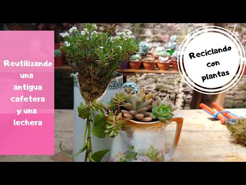 Reciclando antigua cafetera y lechera con plantas