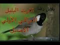 بلابل رضا   تغريد البلبل  العراقي  الاولي الاصيل