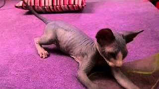 Koťata Sphynx :)