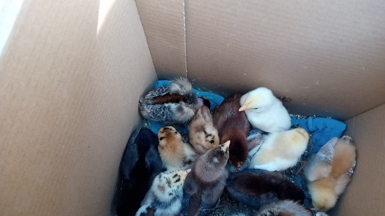 الكتاكيت كبروا وا لحمد لله وحطيناهم فى الشمس فوق السطوح تعالو انشوف عملنا ايه