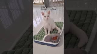 Your kitty will love this comfy bed 😻