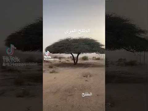 اشجار طلح البري افضل اشجار تحمل العطش وادسوف الطلح اشجار الجزائر 