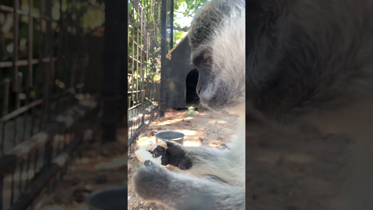 Cute little monkey eating bread