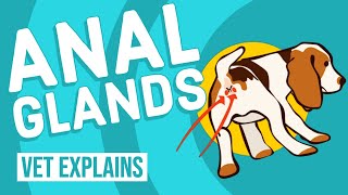 Dog Anal Glands | Vet Explains