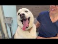 Austin video
