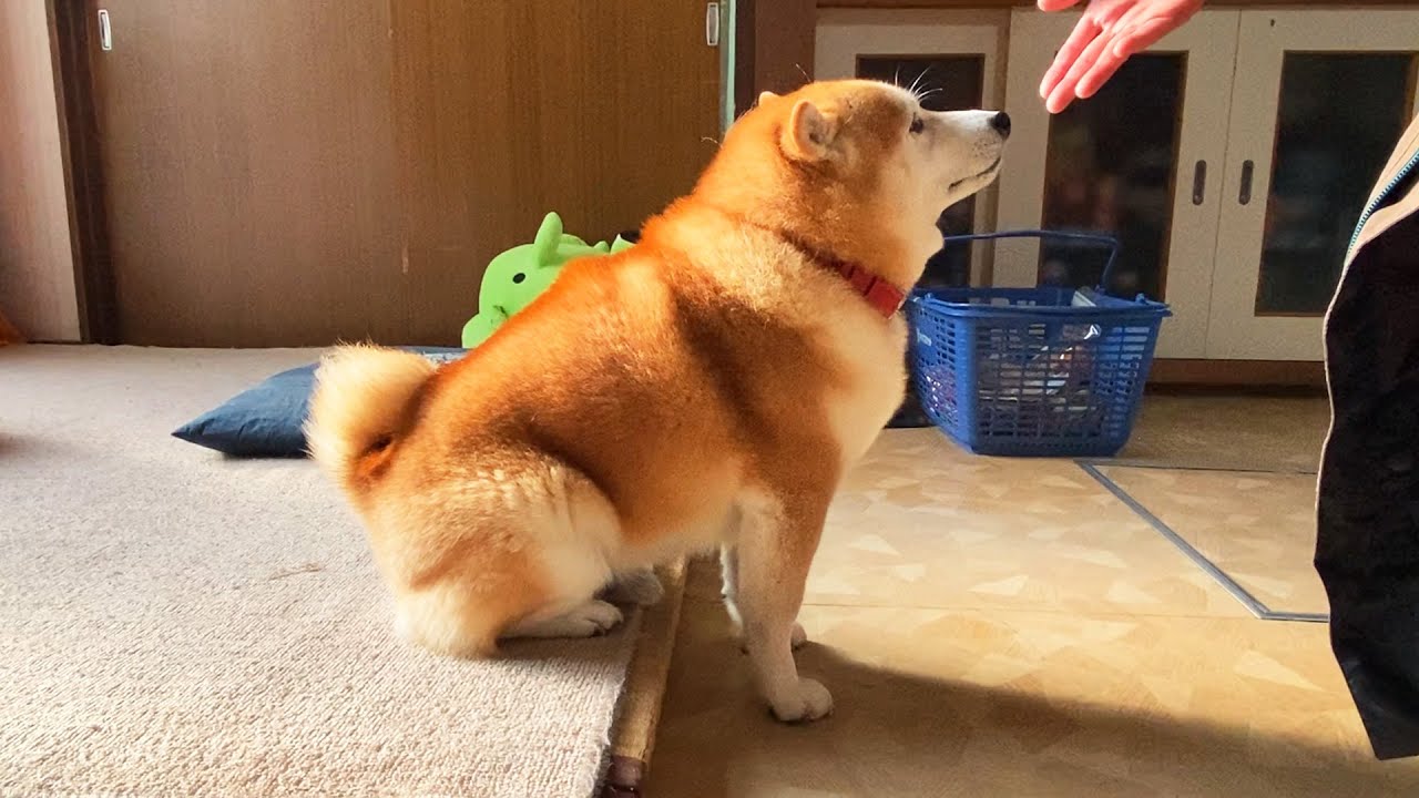 おしりギュッおててピーン】もっとなでてほしくて変な座り方になった