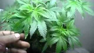 vegg update healthy plants