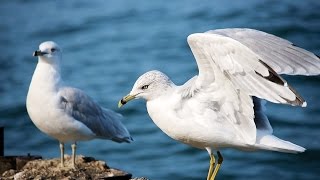 ♡ Full Audio-Book ♡ Jonathan Livingston Seagull By Richard Bach Timeless Spiritual Classic