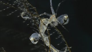 Information Amazing Skeleton Shrimps - Super Macro Video Update