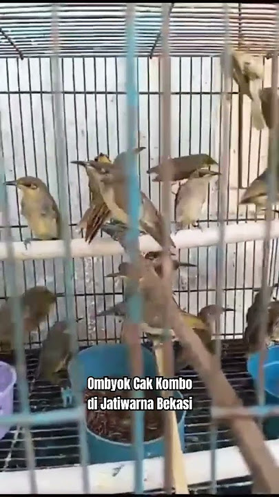 Cak kombo Cak combo cucak kombo cucak combo kacial kombo omyokan #hargaburungterbaru #burungmasteran