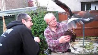 Marcelo Manga hawk in Scotland
