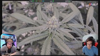 So Close But Yet So Far away in The flower room with @medicgrow
