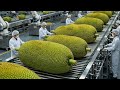 Inside a Modern Jackfruit Drying Factory | From Fresh Fruit to Crispy Snack