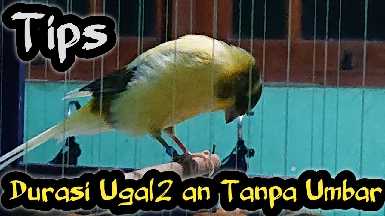 Meningkatkan Durasi Kenari Tanpa Umbaran❗Yg Gk Pny Umbaran Kumpul Sini Yok