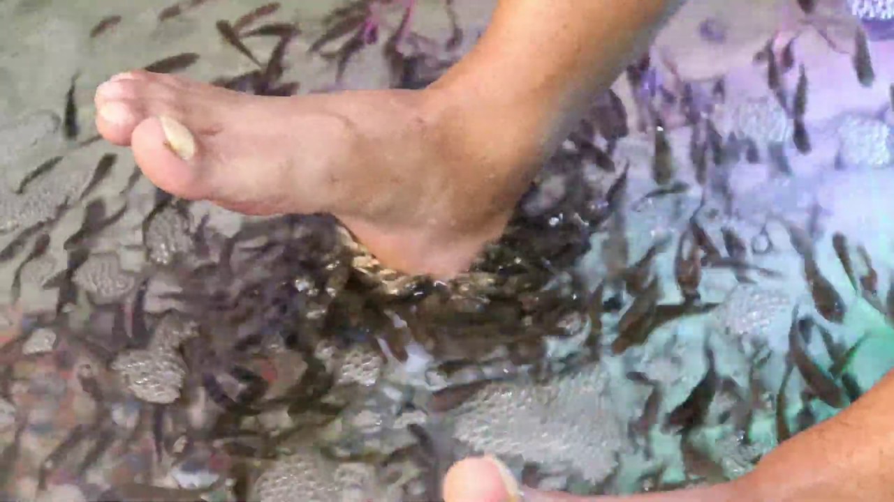 Swimming pool fish massage