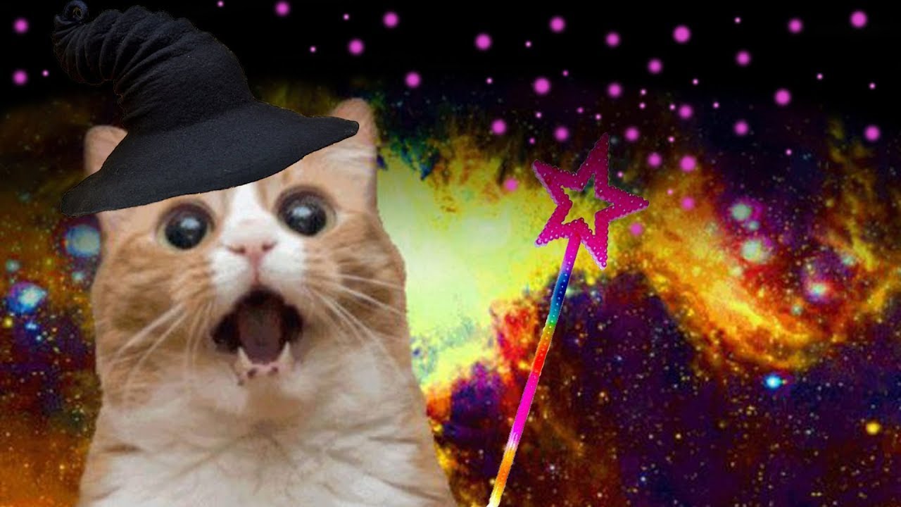 Thirteen & Half Cats Come out, come out wherever you are. YouTube