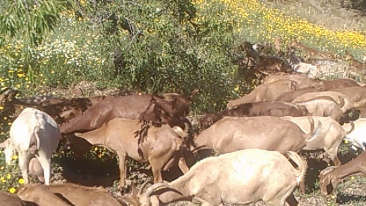 Manejo regenerativo de cabras en almendros