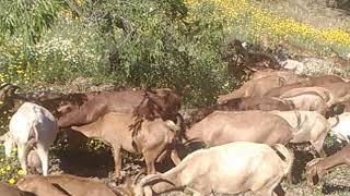 Manejo regenerativo de cabras en almendros