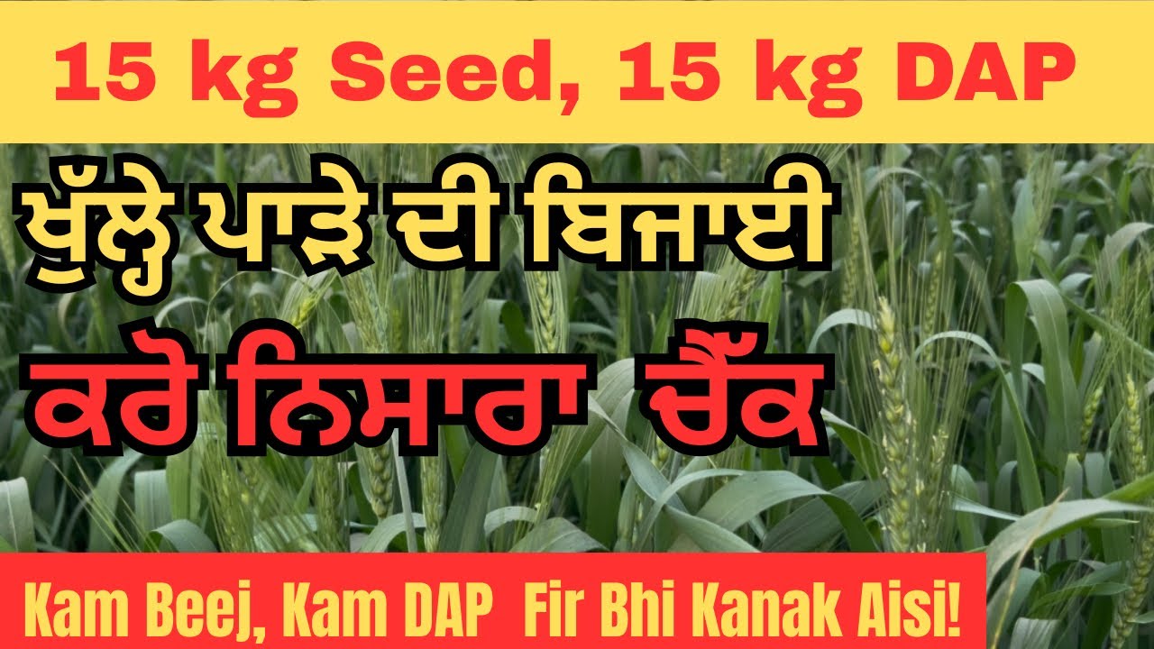ਸਿਰਫ 15 ਕਿੱਲੋ ਬੀਜ + 15 ਕਿੱਲੋ DAP ਨਾਲ ਕਣਕ ਦੀ ਸ਼ਾਨਦਾਰ ਫਸਲ! Amazing wheat crop with 15 kg seed only
