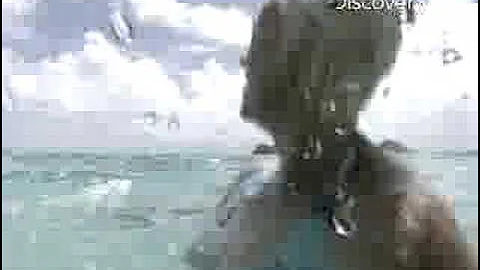 Shark Week- Tiger Shark Attack: Beyond Fear