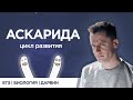 Что такое Аскарида | ЕГЭ Биология | Даниил Дарвин