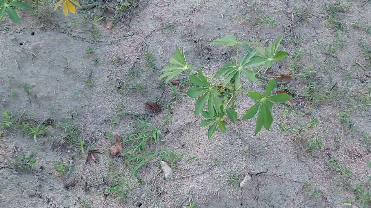Pomar de frutas na roça 🌳🌴🌵