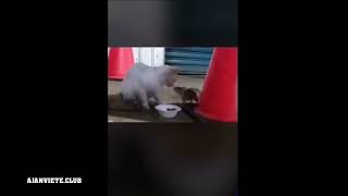 A Rat Steals Cats Food