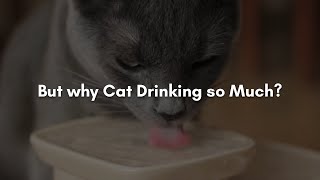 Why is My Cat Drinking so Much? by CuteCats LoveLove 20 views 3 years ago 49 seconds