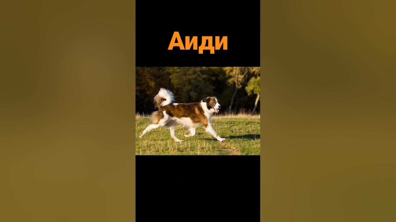 Собака породы Аиди. Большая милаха😘 - YouTube