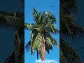 Cuaca siang hari begitu indah #pocof4