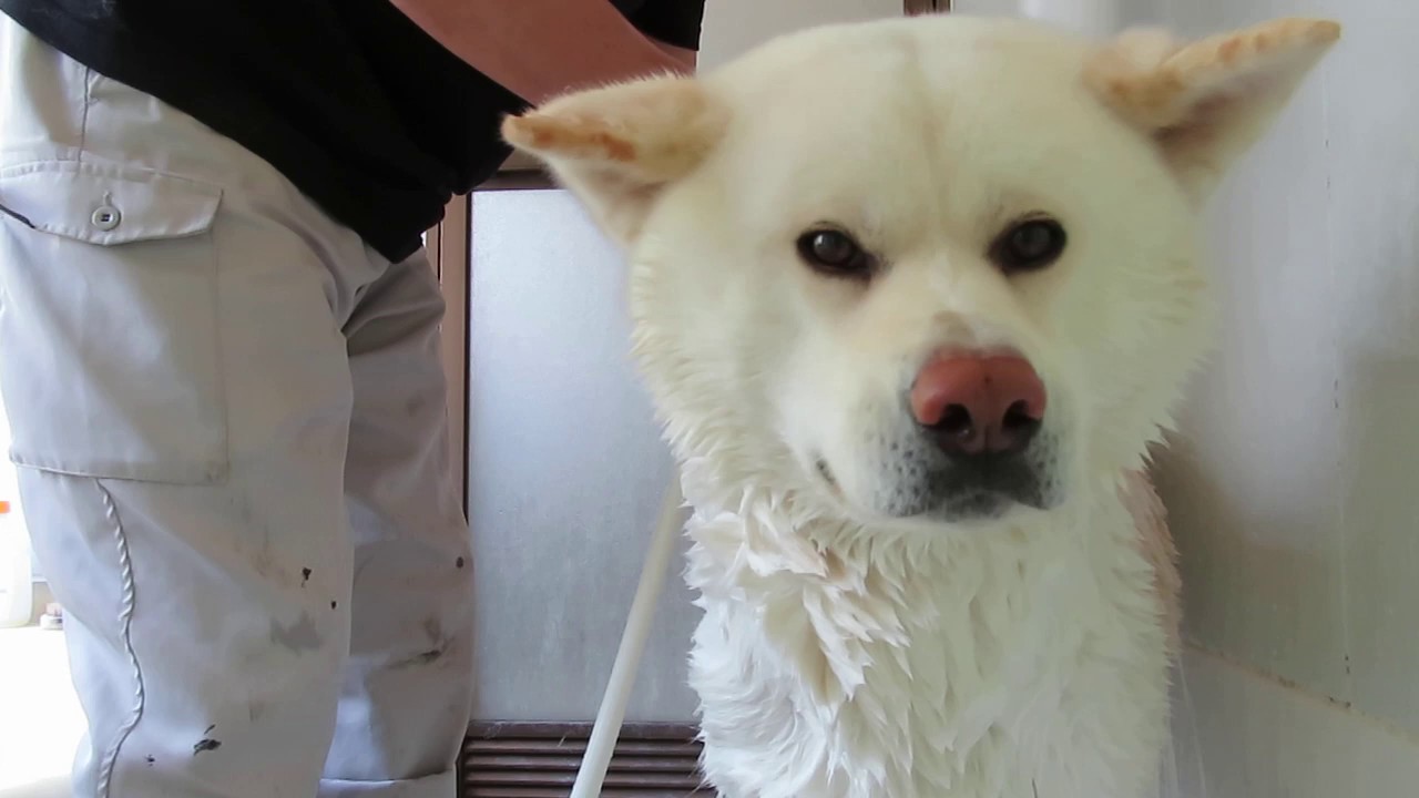 秋田犬ゆうき 暑い日のシャンプーはスッキリ だけど二人とも疲れる Akita Dog Youtube