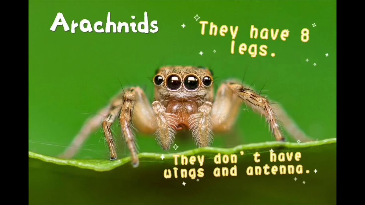 May 12 Fun Facts About Arachnids Youtube