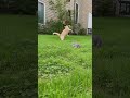 A Mother Cat Tries to Save Her Baby Kitten from a Hawk’s Attack