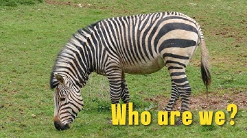Meet Zebra: Fun Facts for Kids | Discover Kids Universe | Wonder World Education