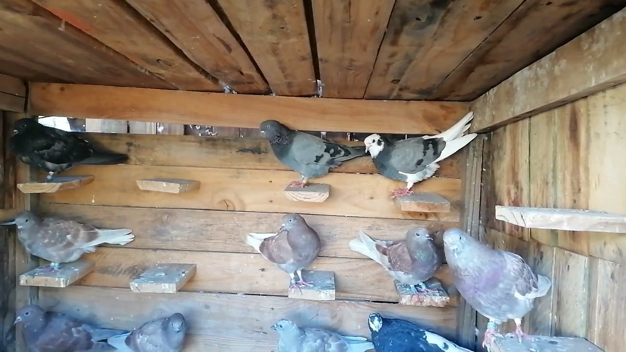 2025 youngsters during molt, will select my Team for competition.