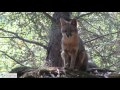 Fox Family Enjoys Early Morning Sunshine