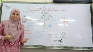 SAINS TAHUN 4 : FOTOSINTESIS (CIKGU ASYIKEEN)