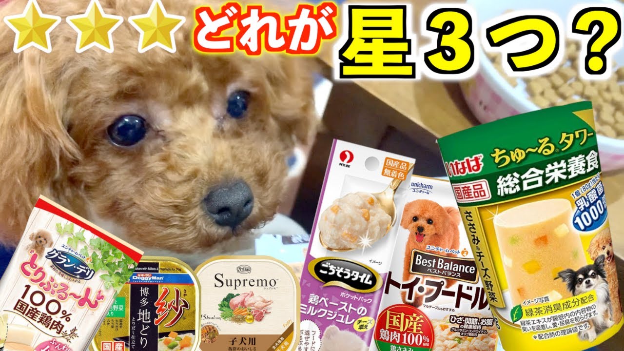 【食べ比べ評価】ドッグフード食べなくなった子犬が気に入ったご飯は！？【トイプードル】 YouTube