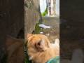 I saved a Cat #shorts #cats #catlovers #cat
