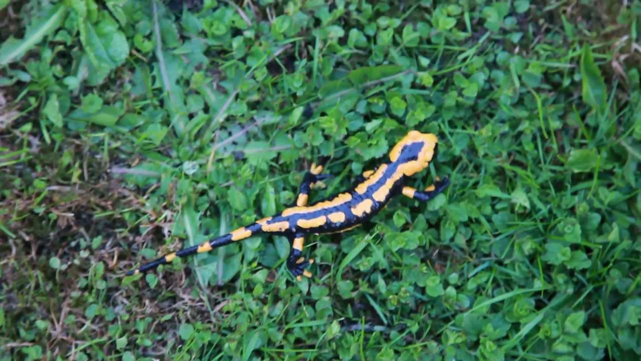 Salamander Im Garten