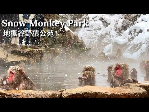 【長野】地獄谷野猿公苑 Nagano Snow Monkey Park (Japanese macaques bathing in hot spring)
