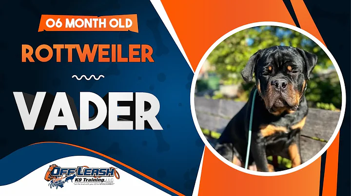 Vader | 6 month old Rottweiler | Best Dog Trainers of Central VA