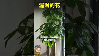 客廳別養漏財花，錢財一點點漏光#家庭养花 #园艺 #花花世界