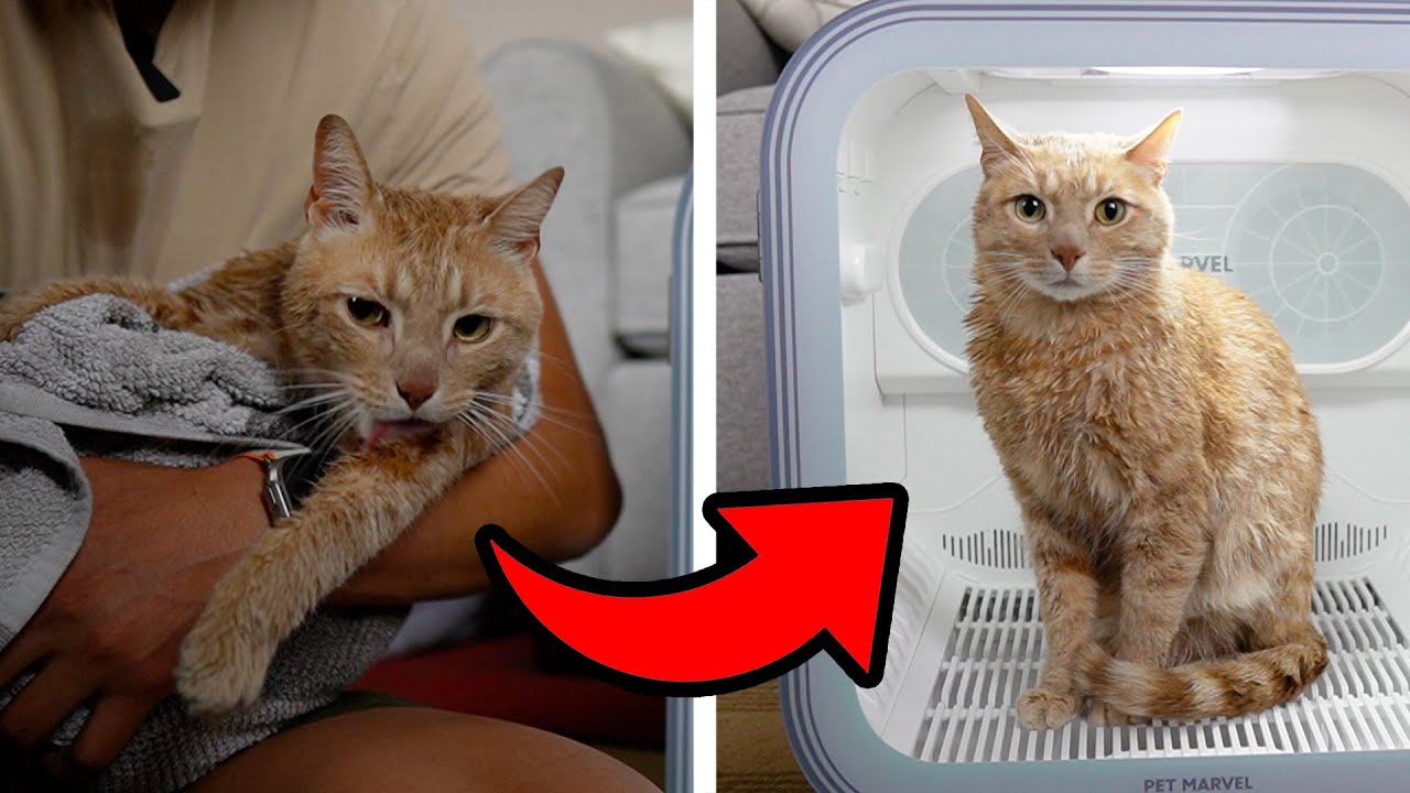 62L Pet Dryer Box Full Review And Testing